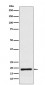Cofilin Antibody